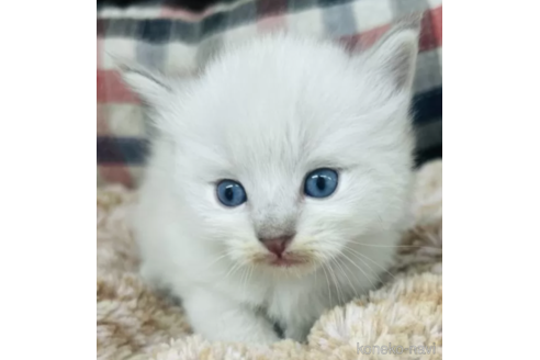販売中の山形県のミックス-116388の2枚目